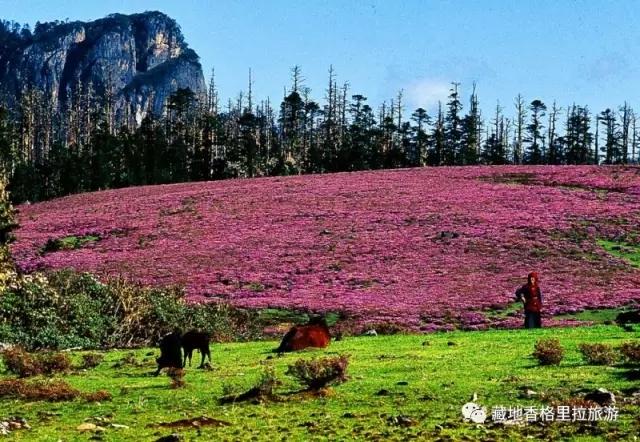 香格里拉10大必游景点“老司机”都去过,你走过几个?-香格里拉必看景点