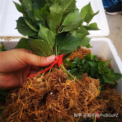 组培y1砧木苗特点介绍，嫁接樱桃苗上效果如何 - 知乎