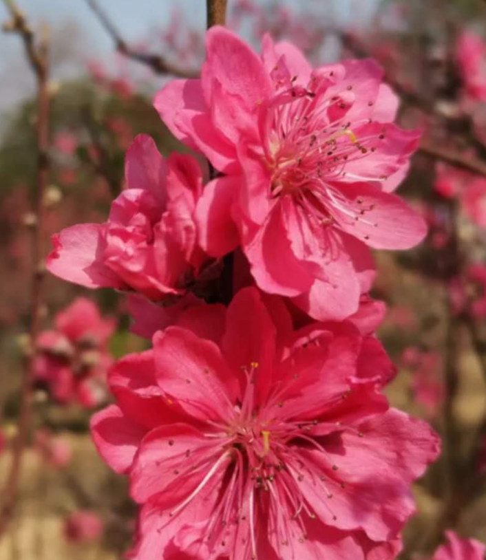 广州周边2月赏花推荐 广州第一个桃花主题公园 可观赏花王之王 知乎