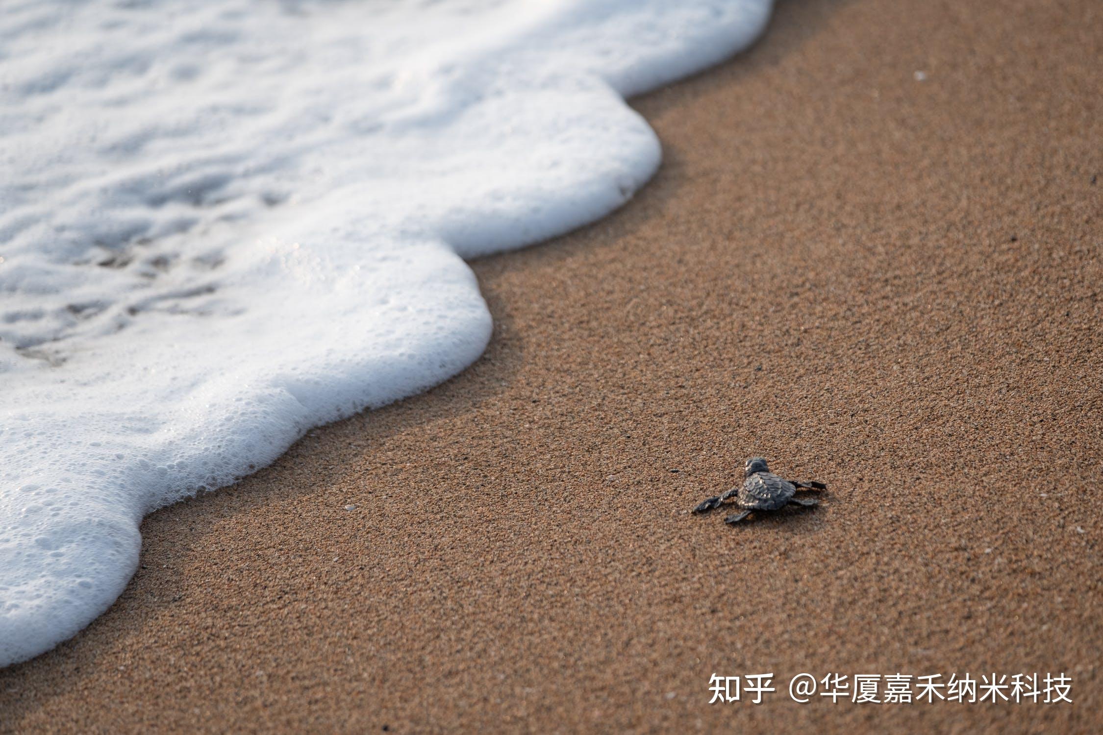 海边沙地图片