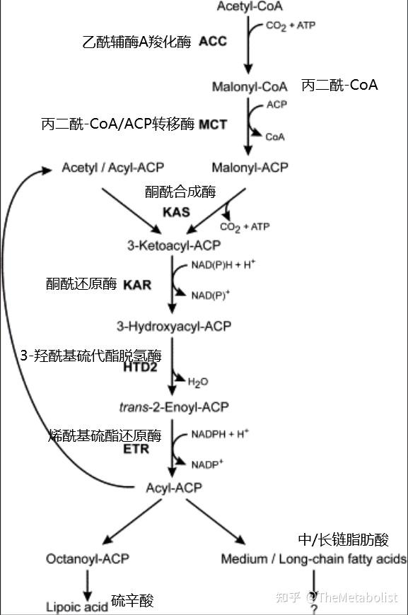 代谢学人--Nature:U,执行A计划!线粒体UCP1/AAC机制大揭秘 - 知乎