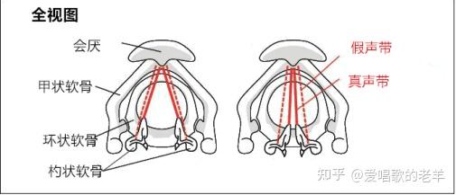 喉头和声带示意图