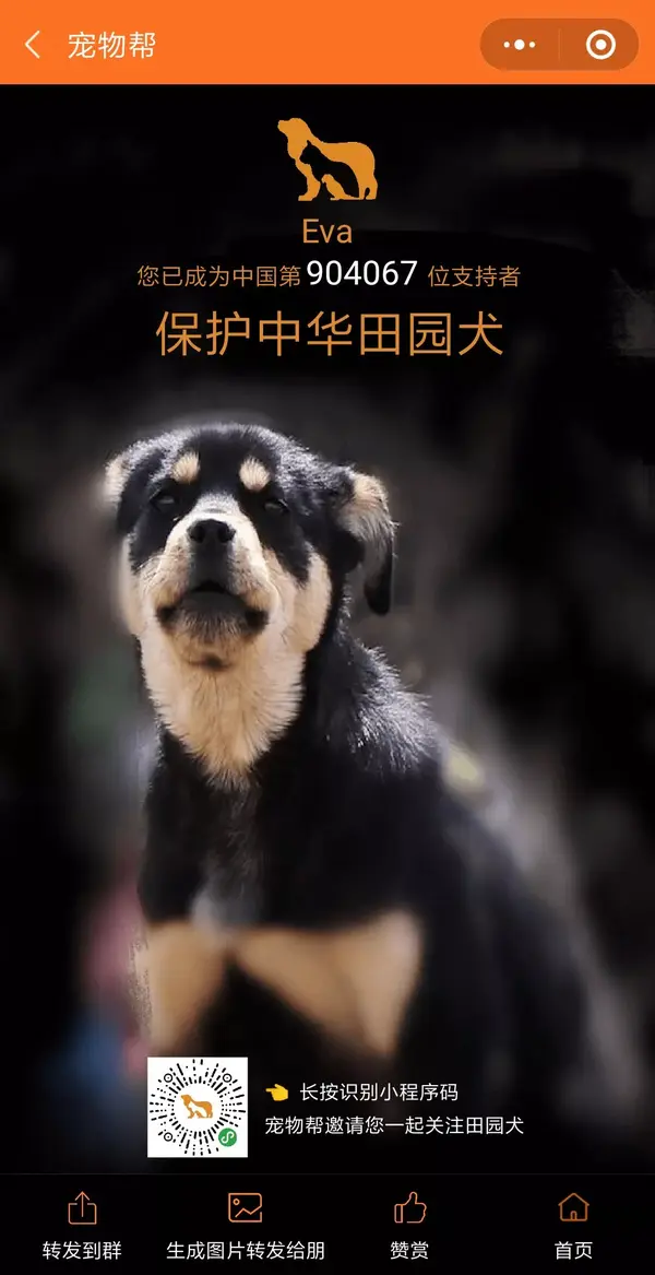 保护中华田园犬 16小时超300万人次参与 被封后他们觉得很委屈 量子专访 知乎