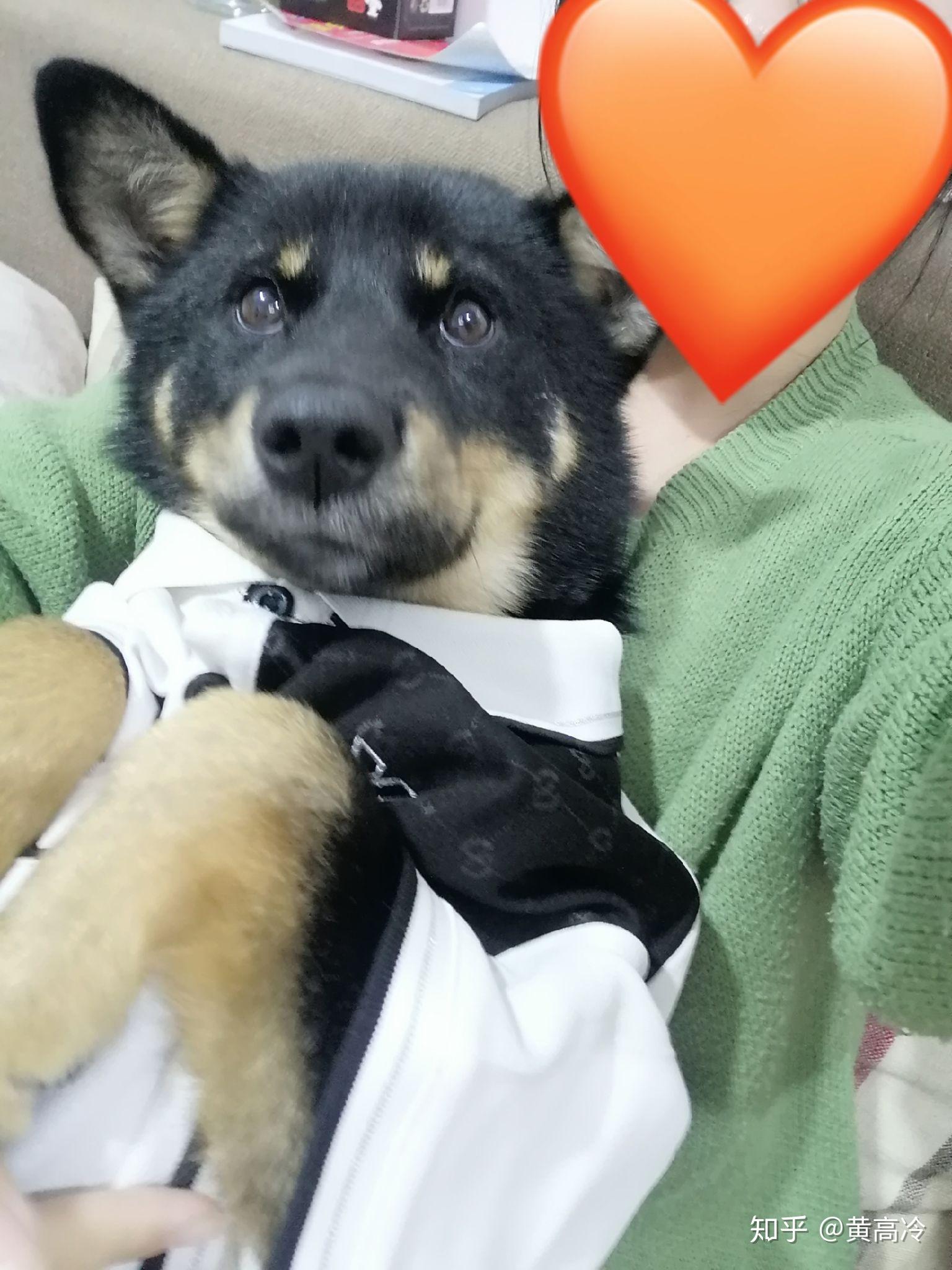 如何挑选四眼铁包金铁包银田园犬