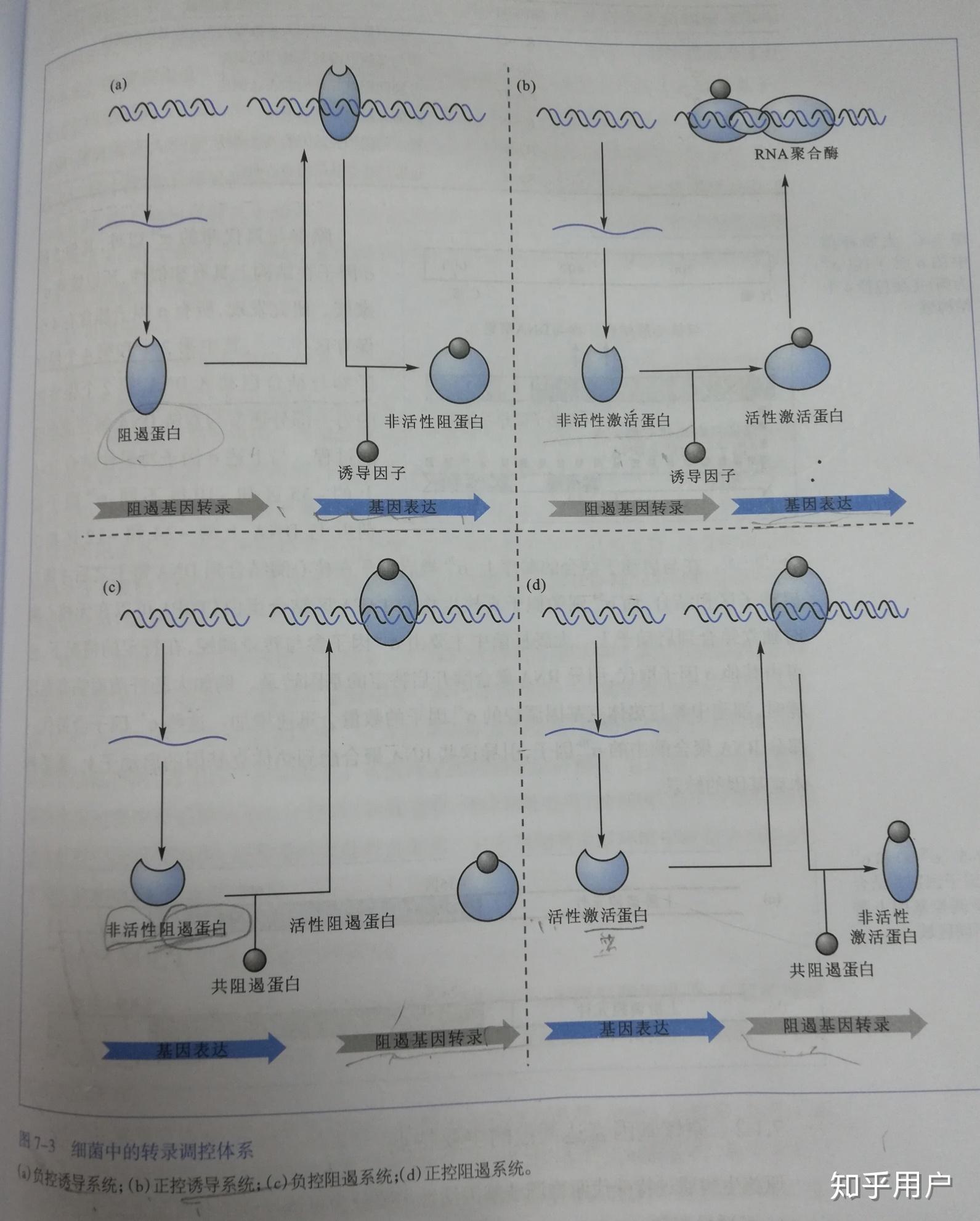 负控诱导,负控阻遏,正控诱导,正控阻遏的区别?