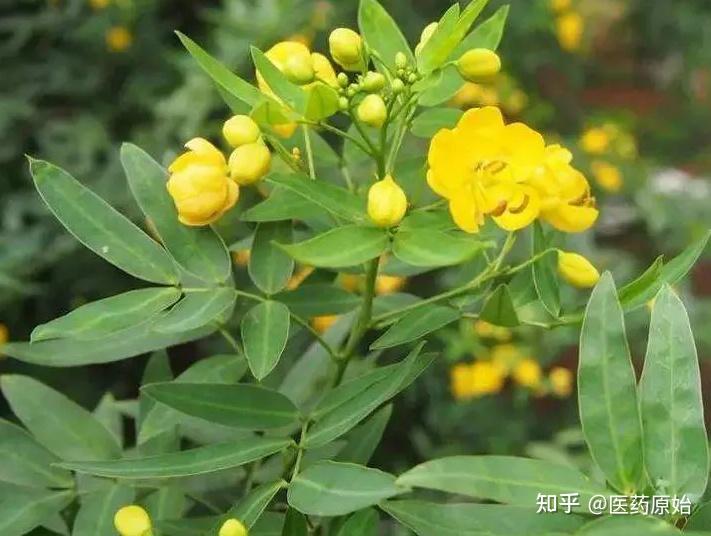 番泻叶为豆科植物狭叶番泻cassia angustifolia vahl或尖叶番泻cassia