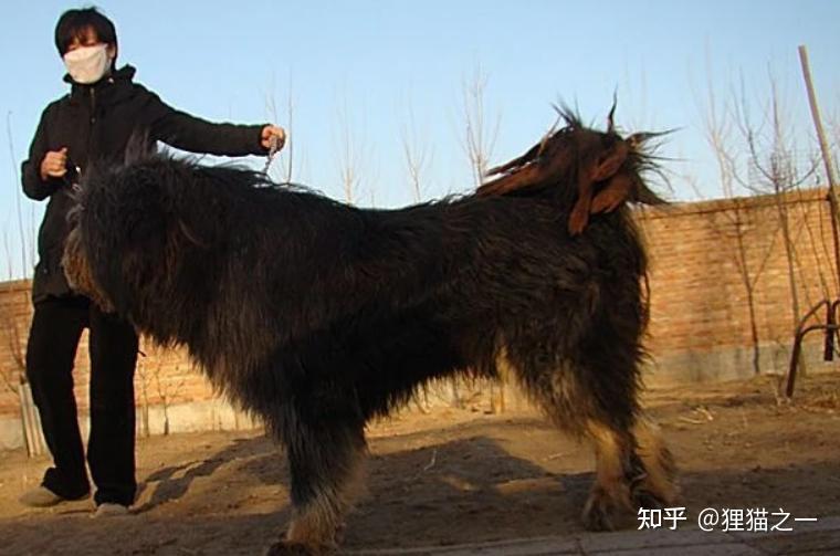被人遗忘的藏狮！是比藏獒还凶猛的中华犬种，藏民心中的“神犬” - 知乎
