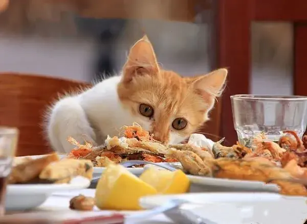 猫的饮食习惯与食物的好恶