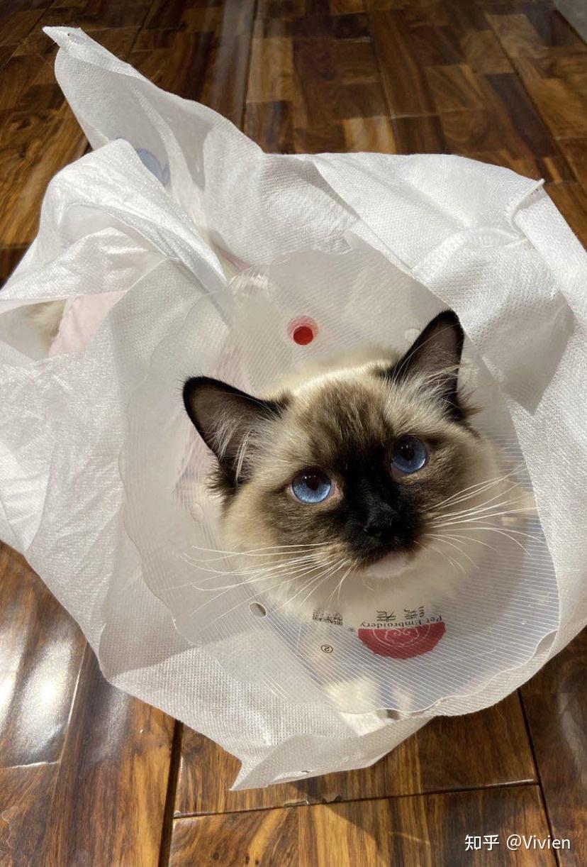 这布偶脸怎么越来越黑越来越黑了呢