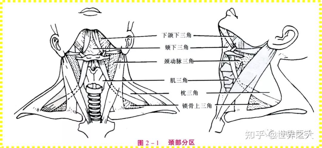 分 區:固有頸部(頸部):頸前區,胸鎖乳突肌區,頸外側區 項區體表