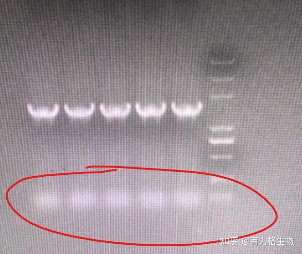 pcr電泳條帶為什麼呈現月牙形且有拖尾? - 知乎
