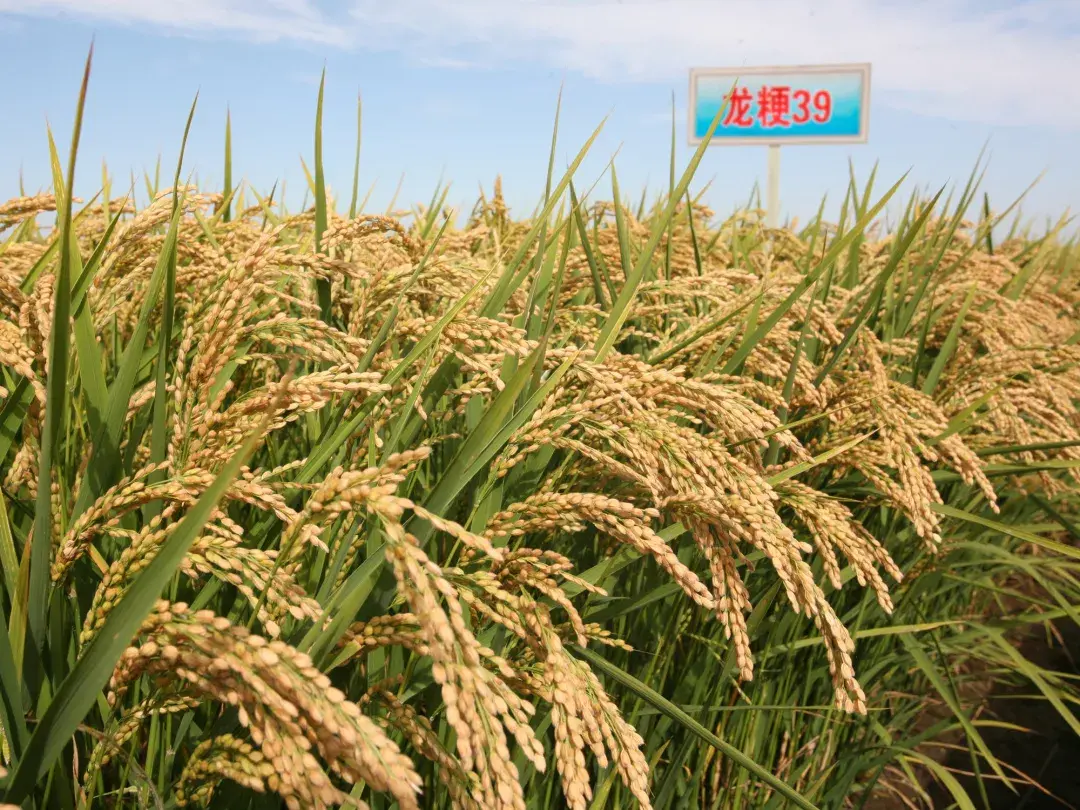优质、高产、抗逆水稻新品种绥粳308 - 黑龙江省农业科学院绥化分院