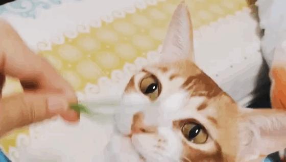 猫草种植终极教程 知乎 猫草种植终极教程 知乎