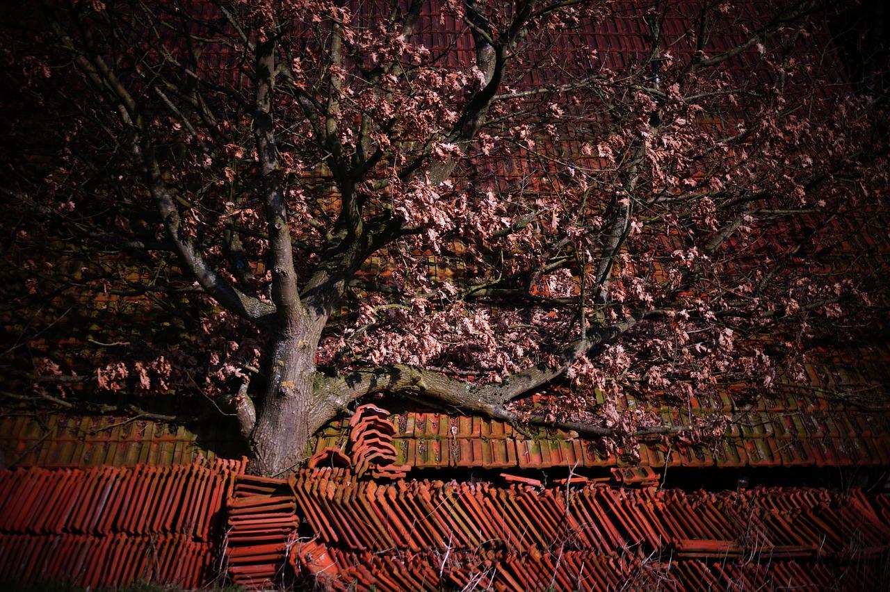 榆树墙翻新指南