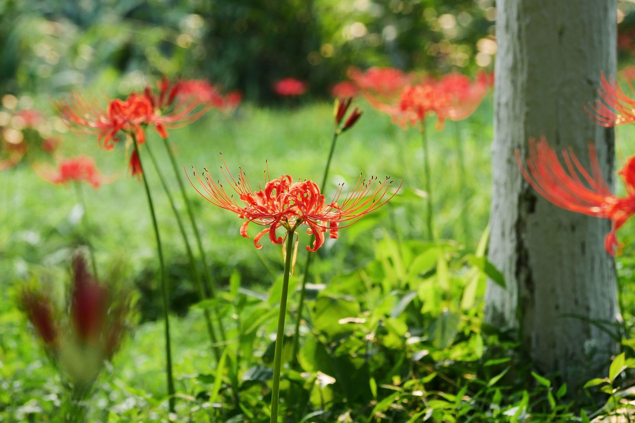 有没有干净清新的手机壁纸