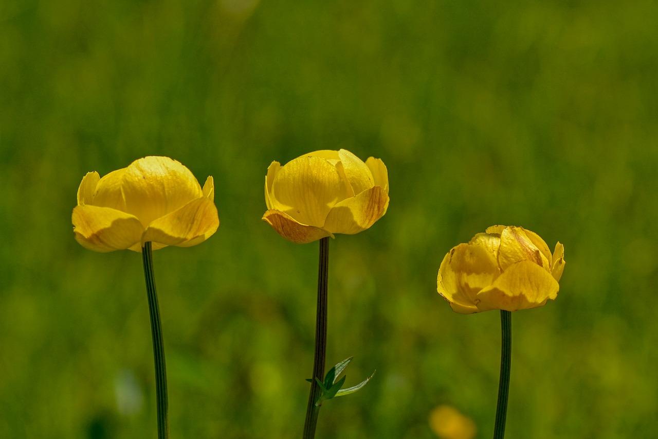 4. 黄绿搭配原则
