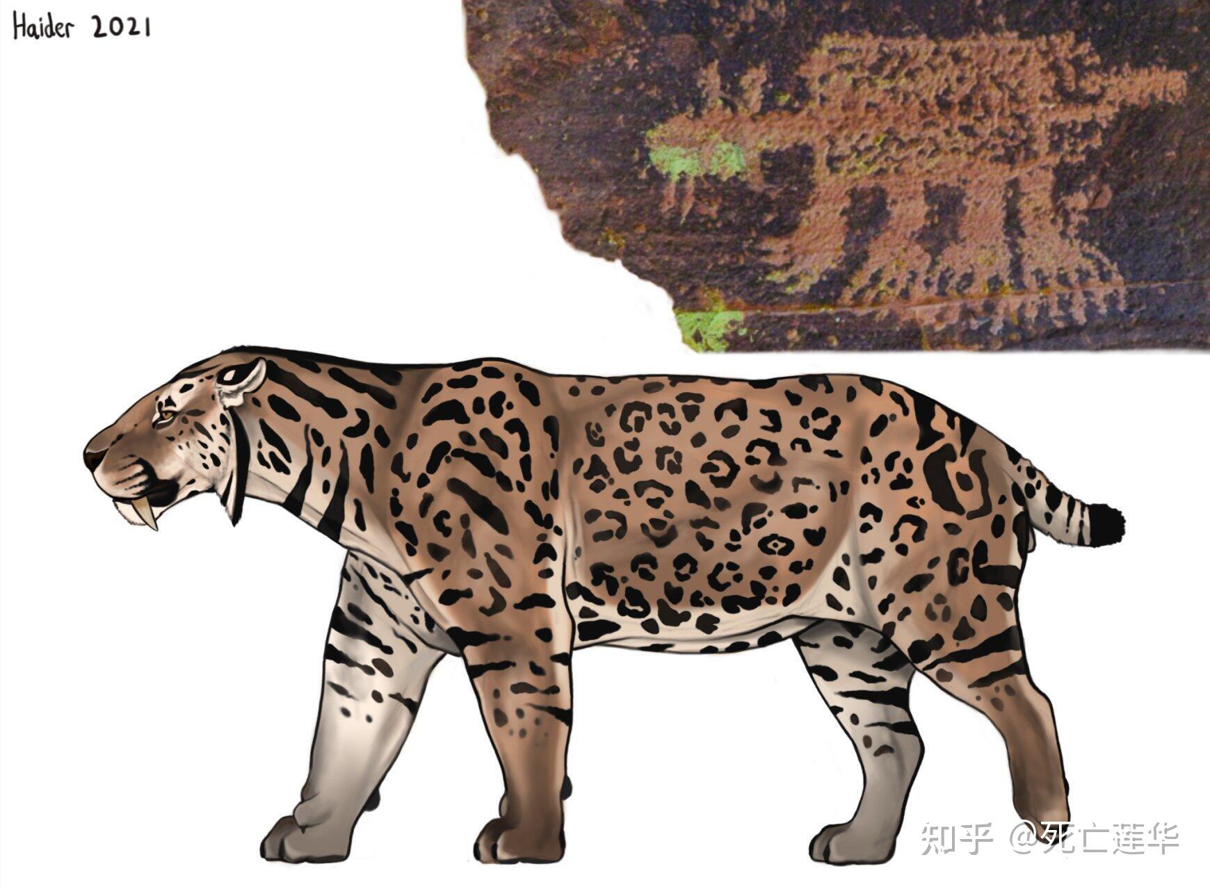 毁灭刃齿虎(smilodon populator)有不有猫科动物常见的斑纹?