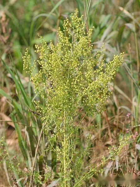 菊亚科—春黄菊族(三):黄花蒿