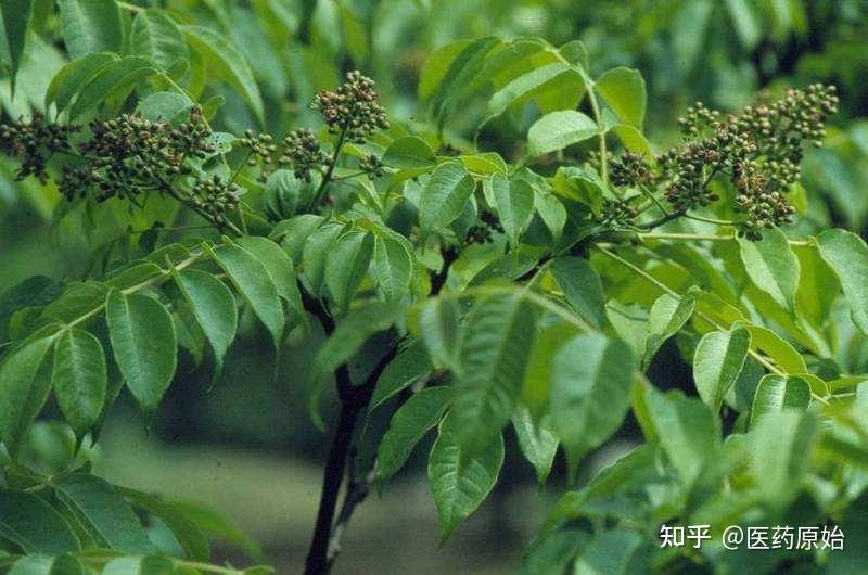 带你识别黄柏 - 知乎