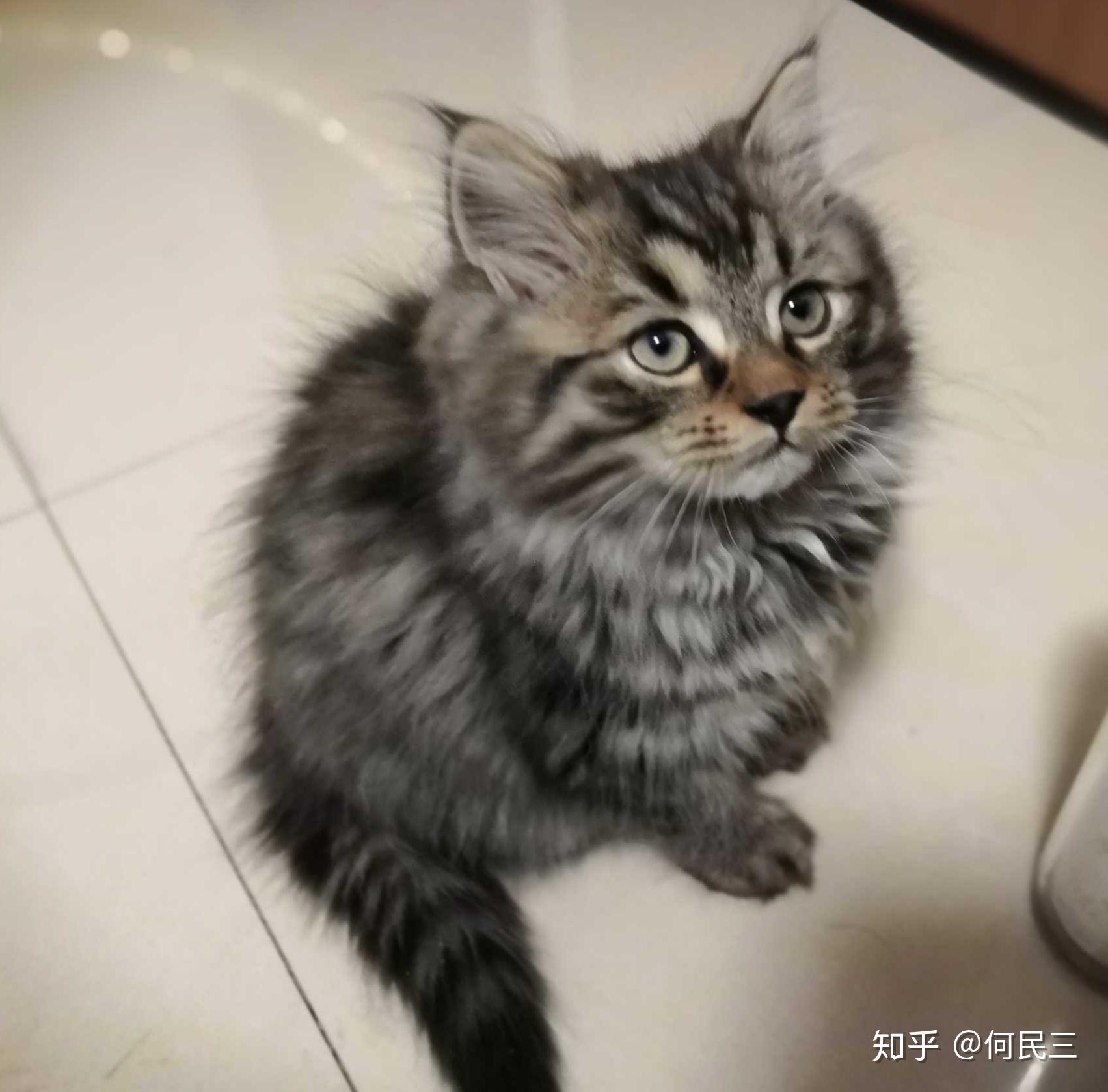 我的猫是缅因猫还是狸花猫啊? 