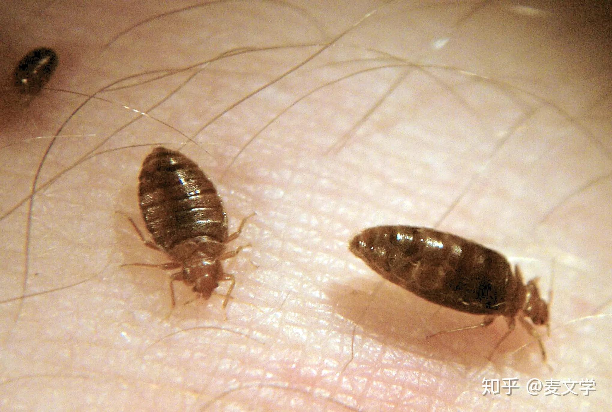 各位大神这是什么虫子?吸血的,是怎么来的? - 知乎