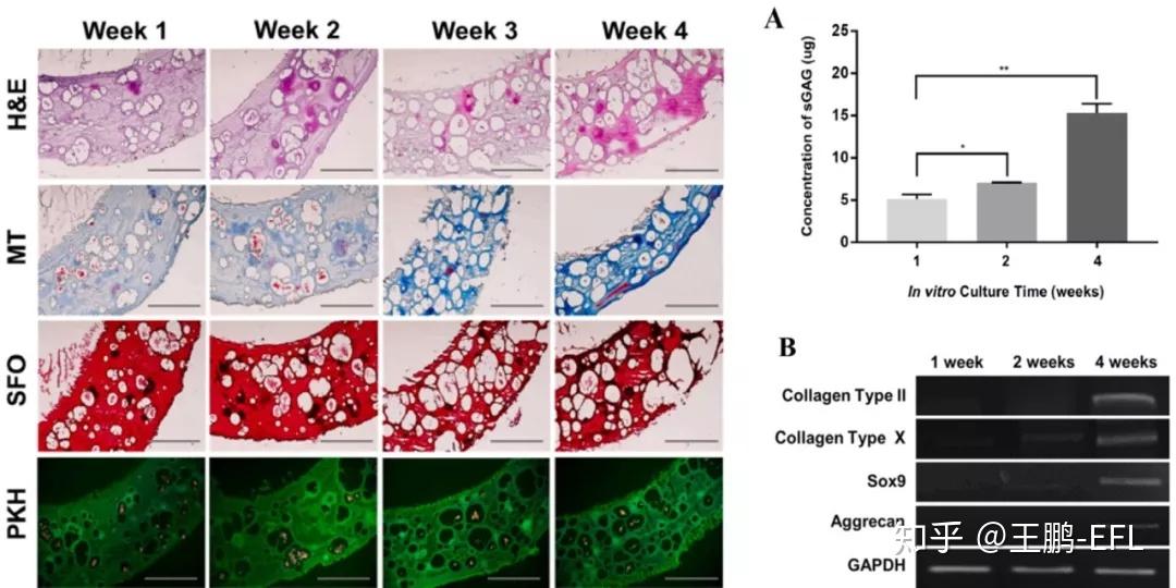 负载人软骨细胞sil-ma水凝胶体外培养后切片染色图及硫酸糖胺多糖