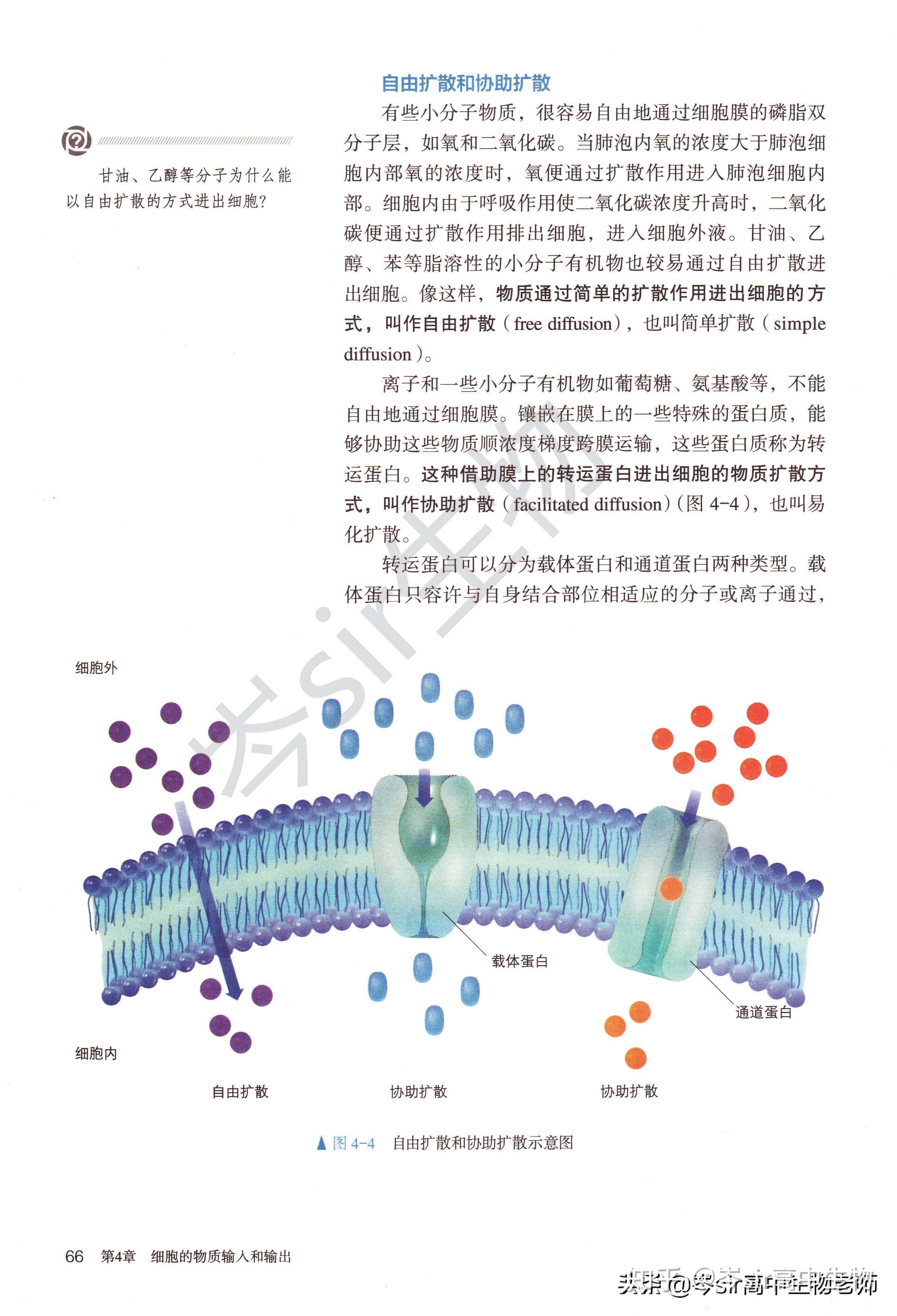 高中生物新教材速读必修1第4章第1节被动运输