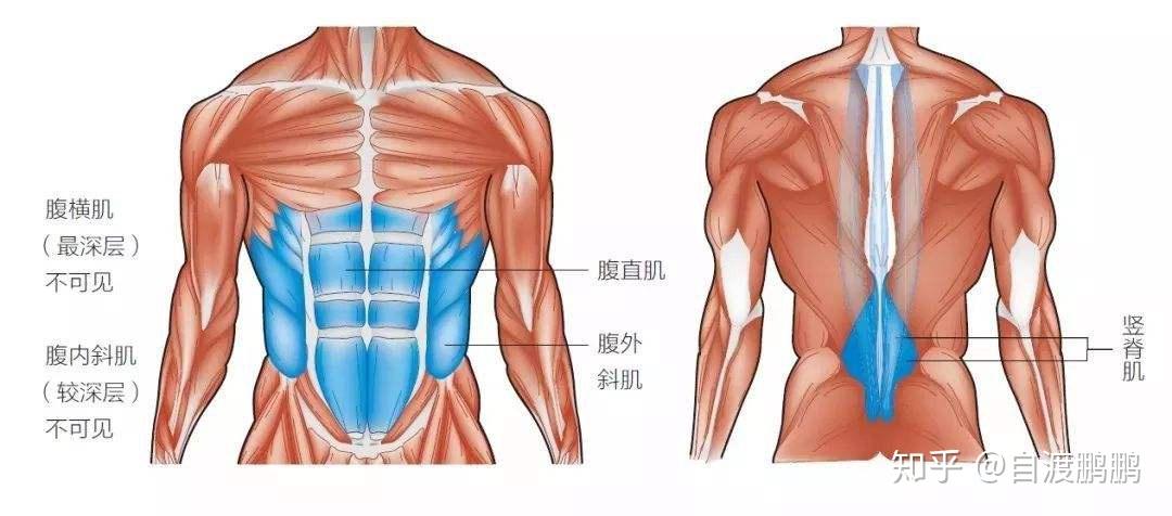 腹壁站定,腹壁具体是指哪里?如何体会?