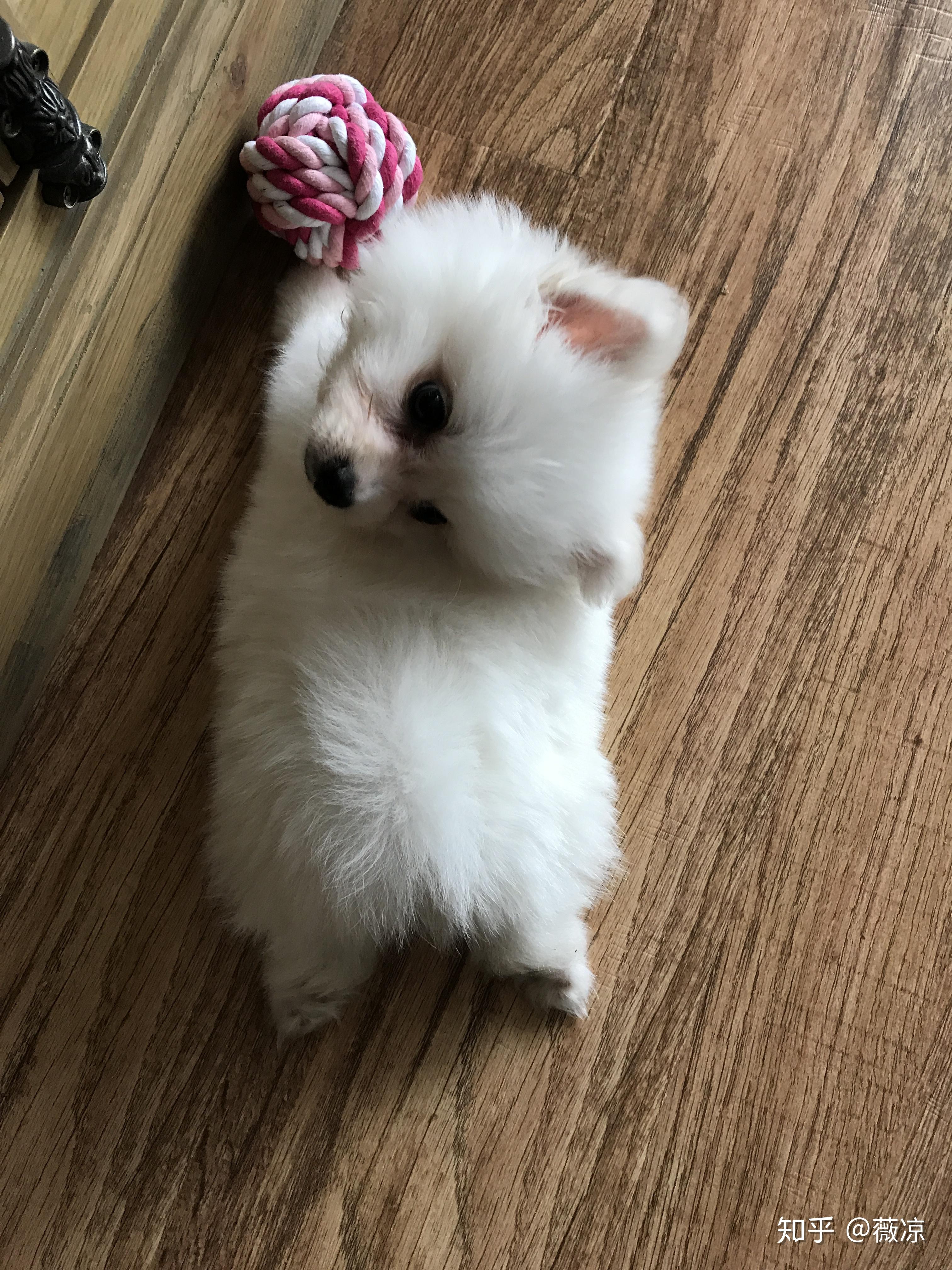 两个月大的博美怎么养? - 知乎