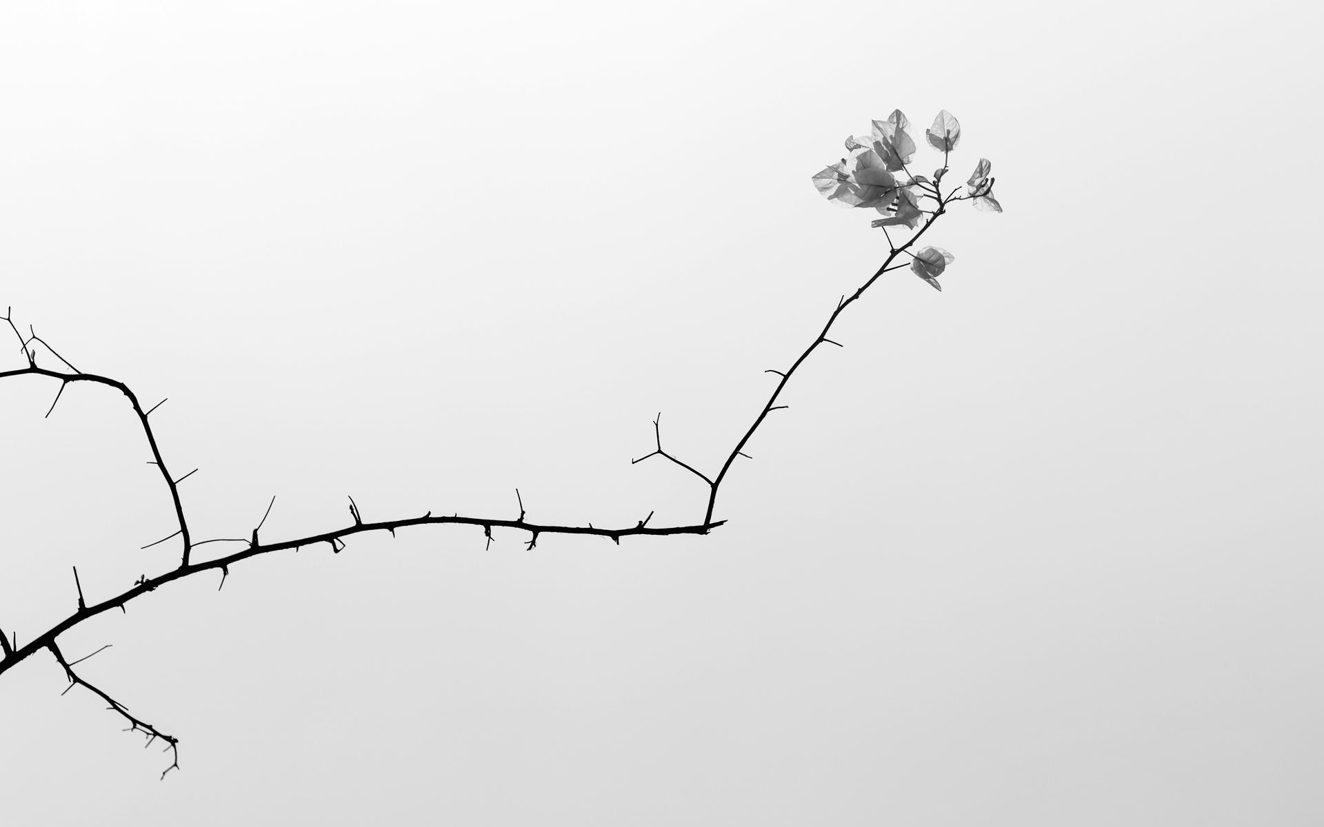 有什么好看的留白壁纸吗