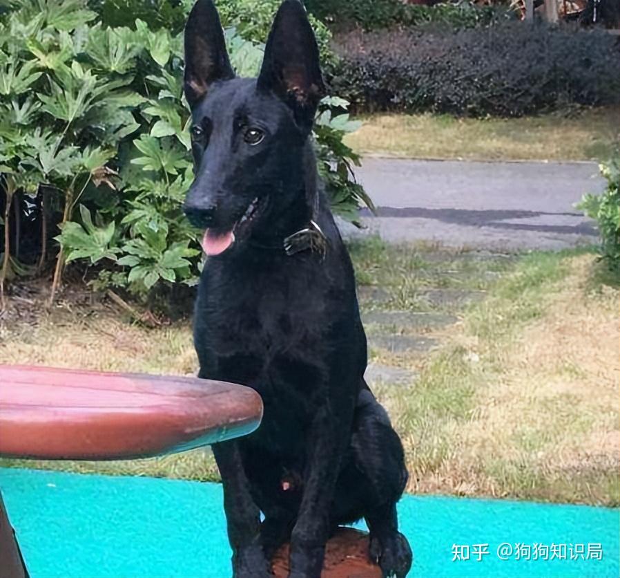 马犬颜色这么多,为何黑马犬比其他颜色贵?答案在这里 - 知乎