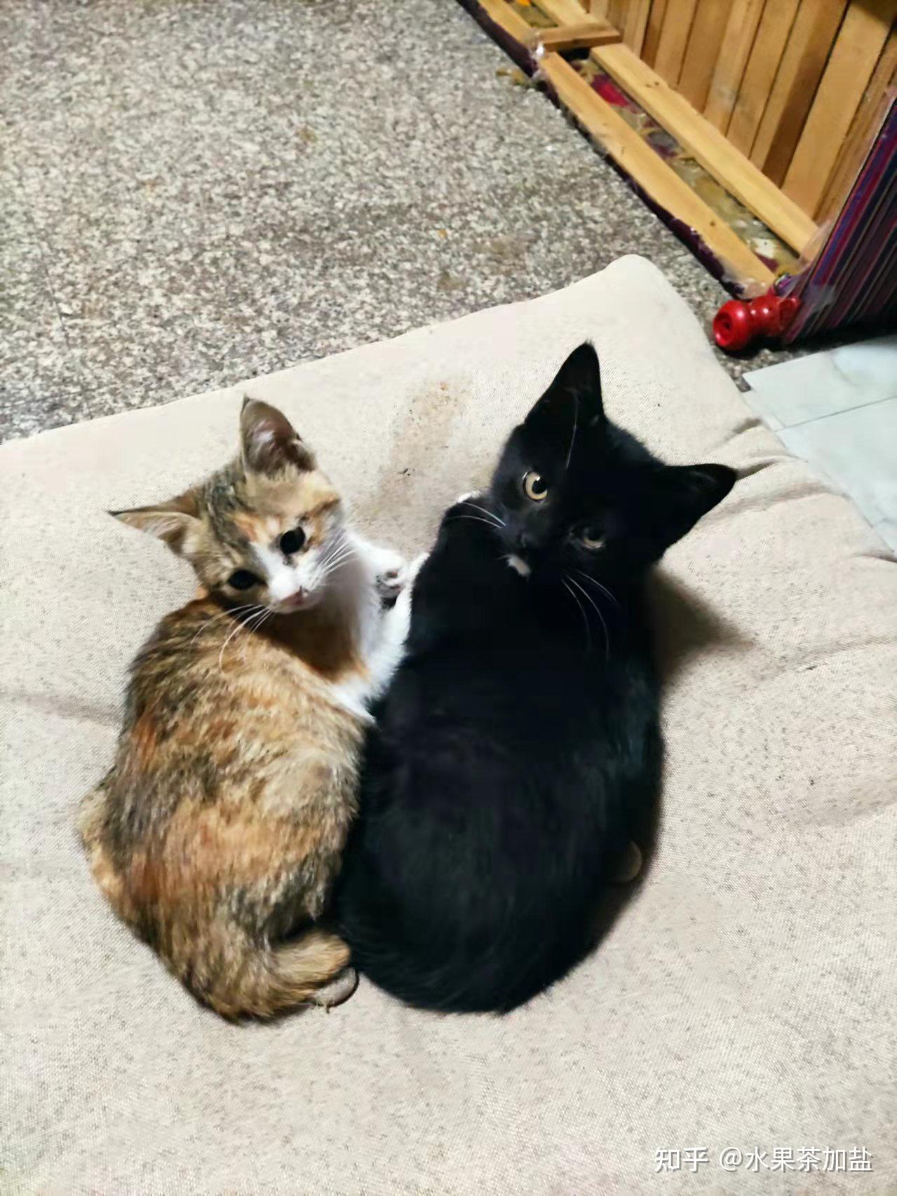 小公猫小黑小母猫富贵小小母猫小灰灰 - 知乎
