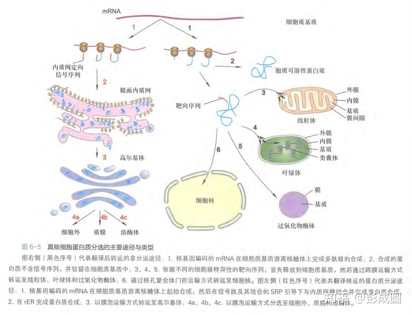 細胞膜上的蛋白質是在遊離的核糖體上合成的還是在內質網的核糖體合成