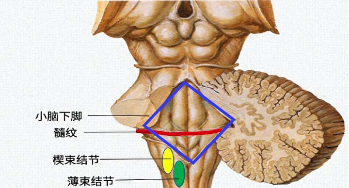 脑干背侧面图片