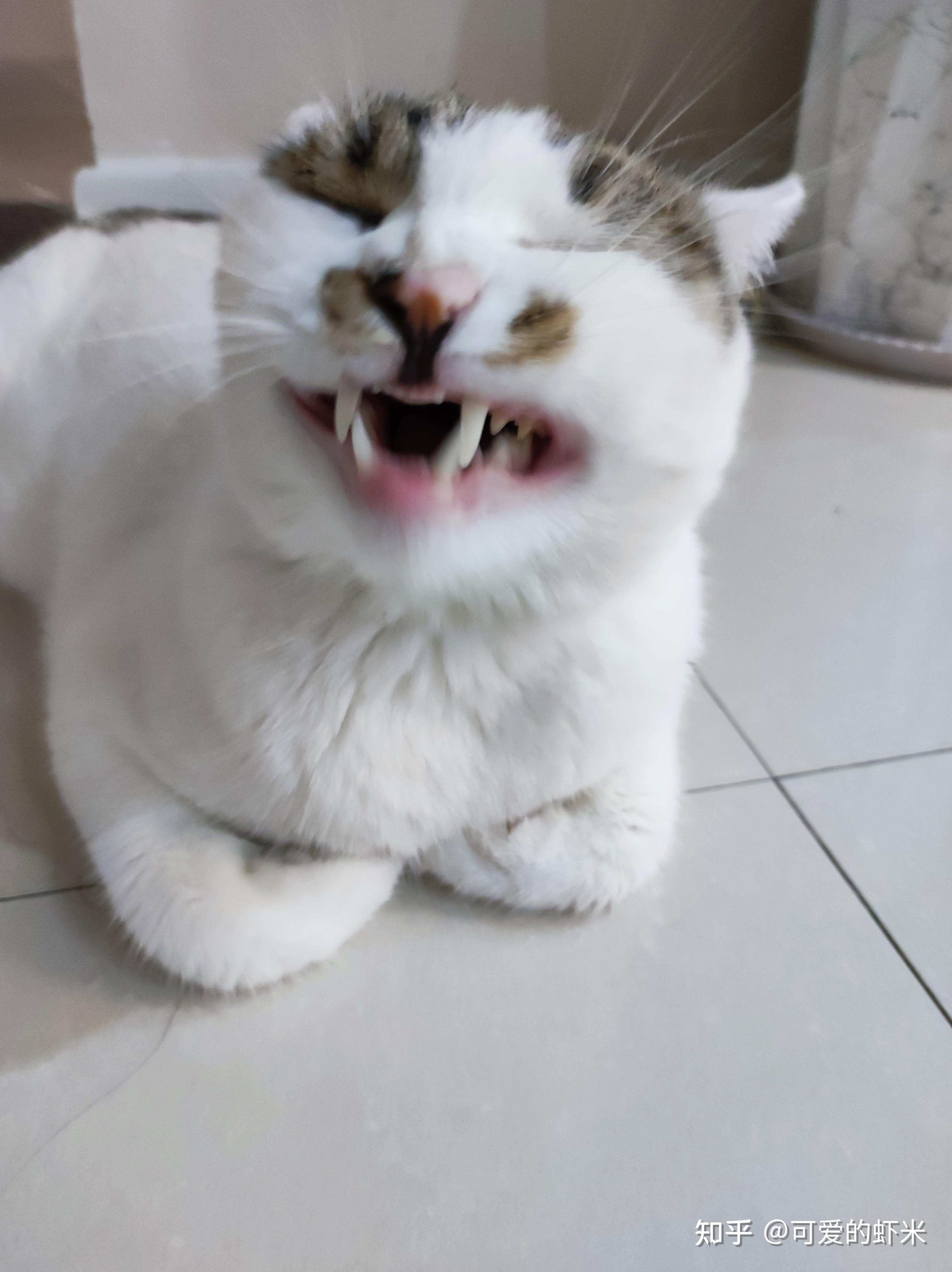 你有你家猫的丑图吗？发出来瞧瞧！？ - 知乎