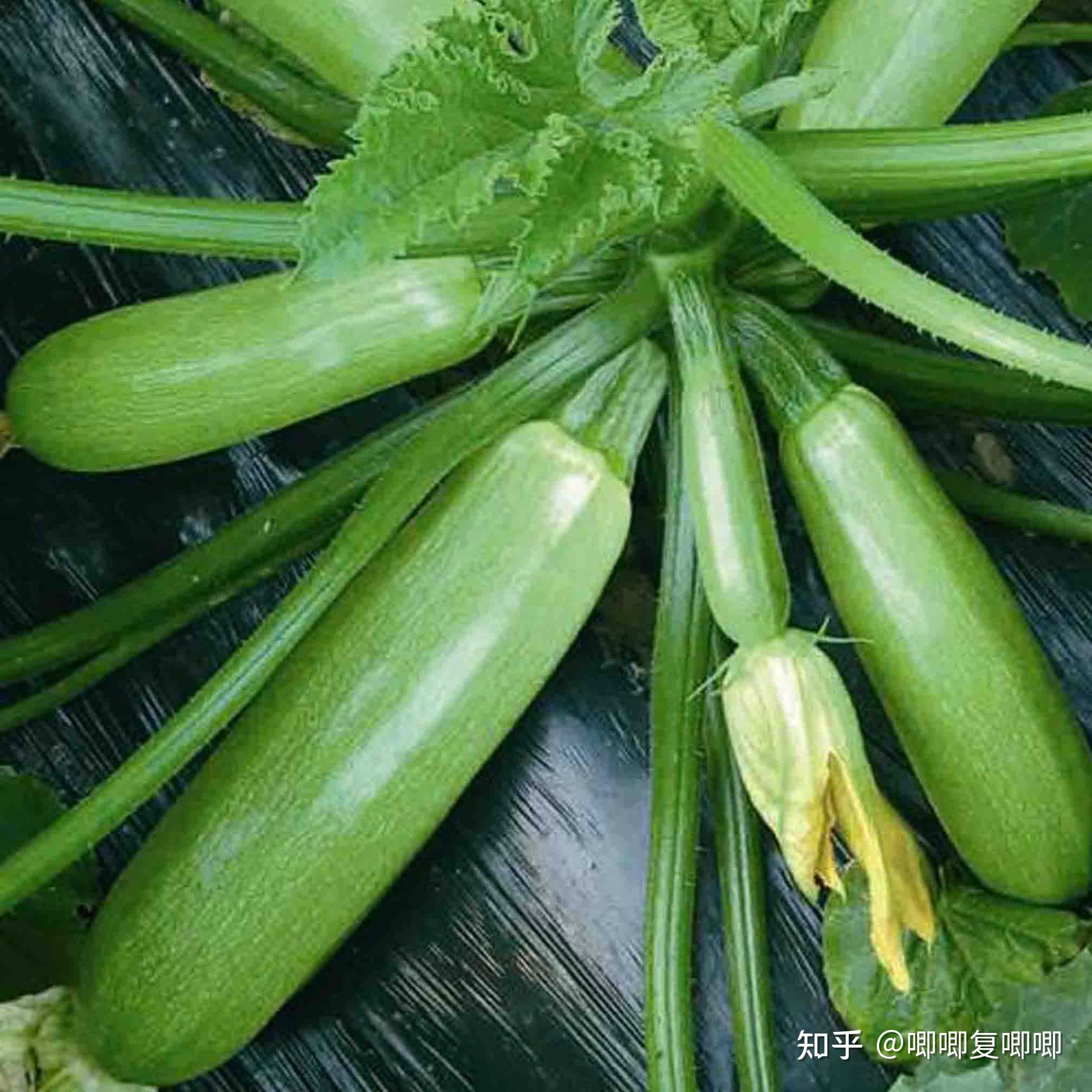 葫芦瓜上的黄色汁水是什么