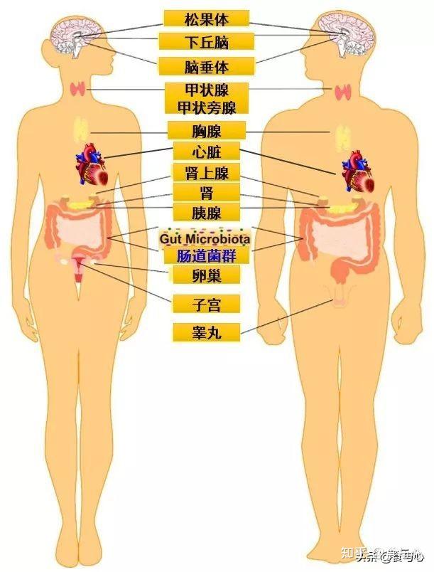 肠是人体最大的内分泌器官