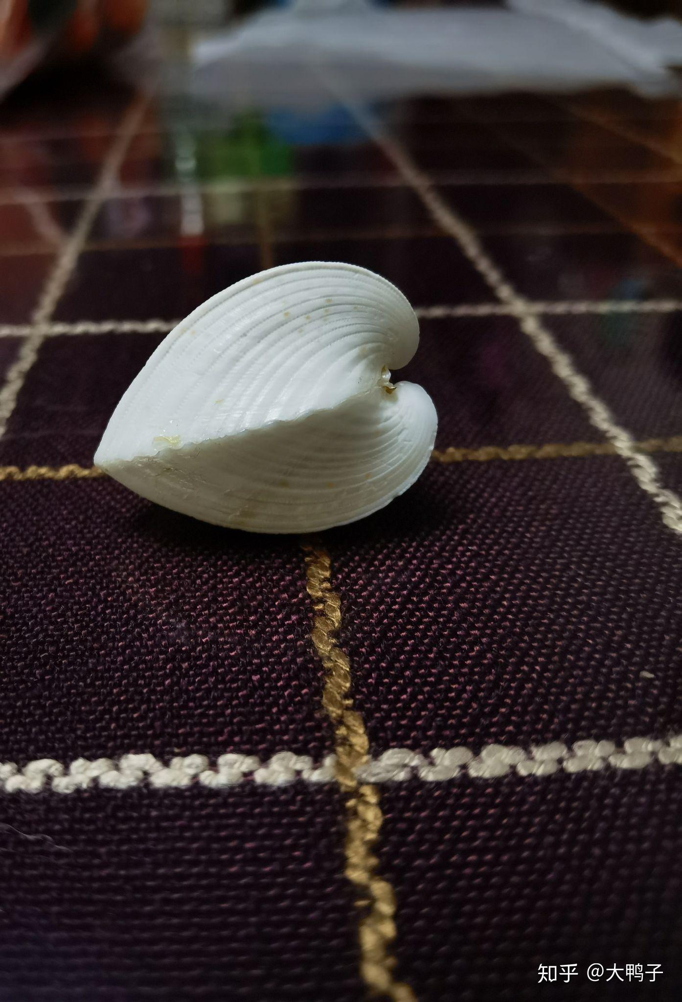 这个是什么贝壳?贝壳是心形的,通体完整,没有开口,它是什么?