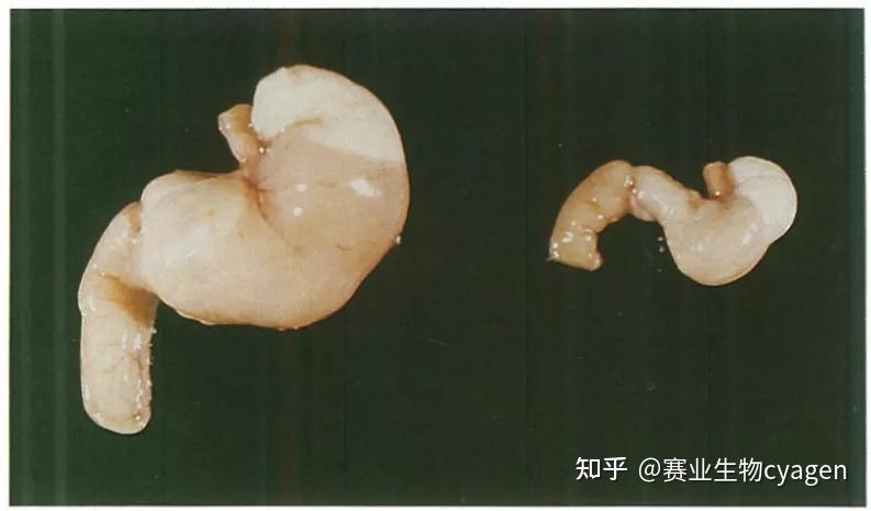 nos1纯合敲除小鼠胃的线性尺寸范围是野生型的1.
