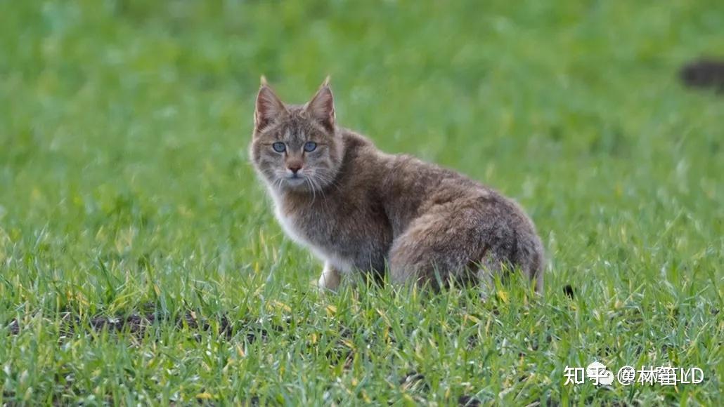 家猫是怎么来的?——我们从斑猫看起 - 知乎