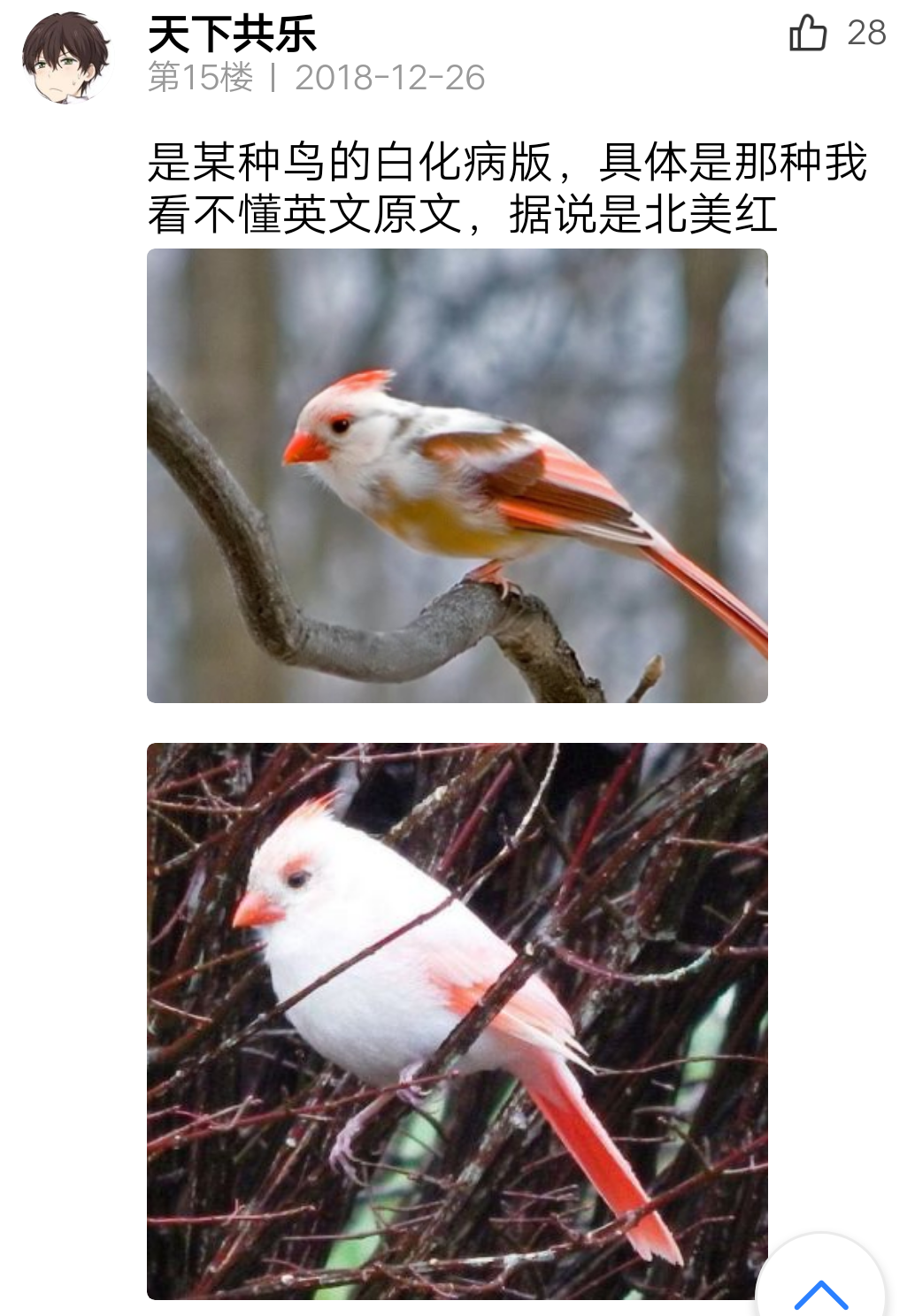 这种长得像赤鸢仙人的鸟叫啥