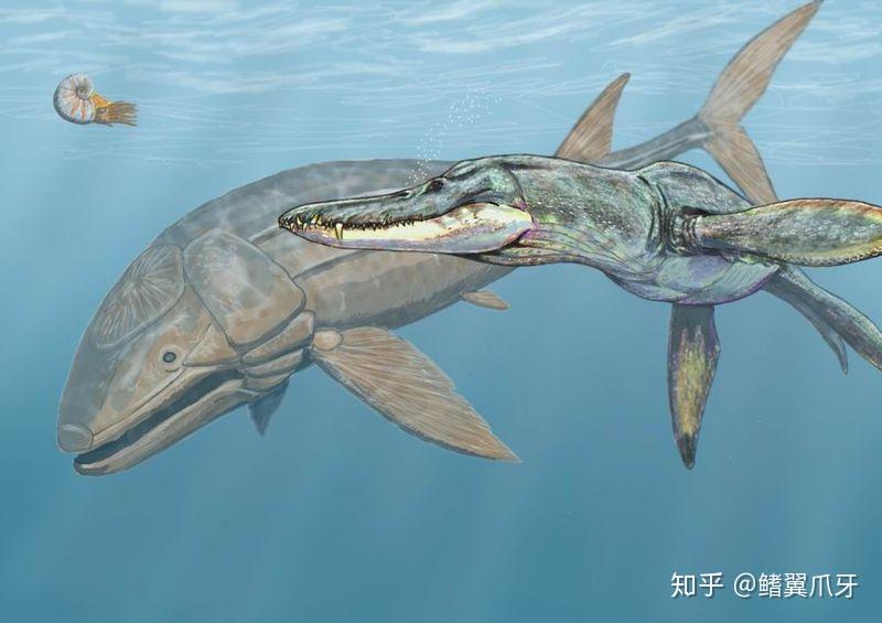 【远古の鳍】上龙科小传2:曳尾泥中待东风,出身寒门可成龙 - 知乎