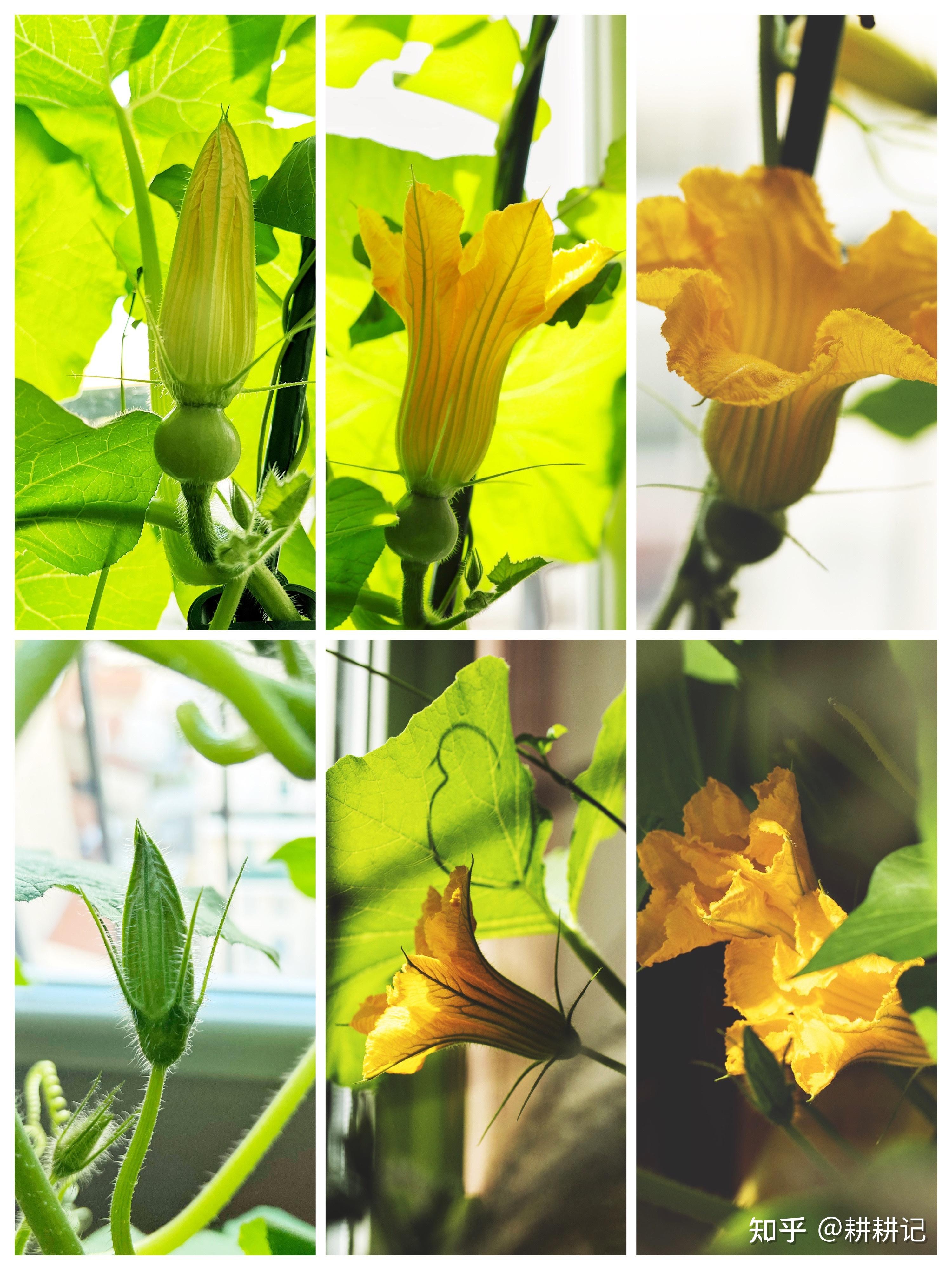 室内用花盆种的贝贝南瓜,最后活了吗? - 知乎