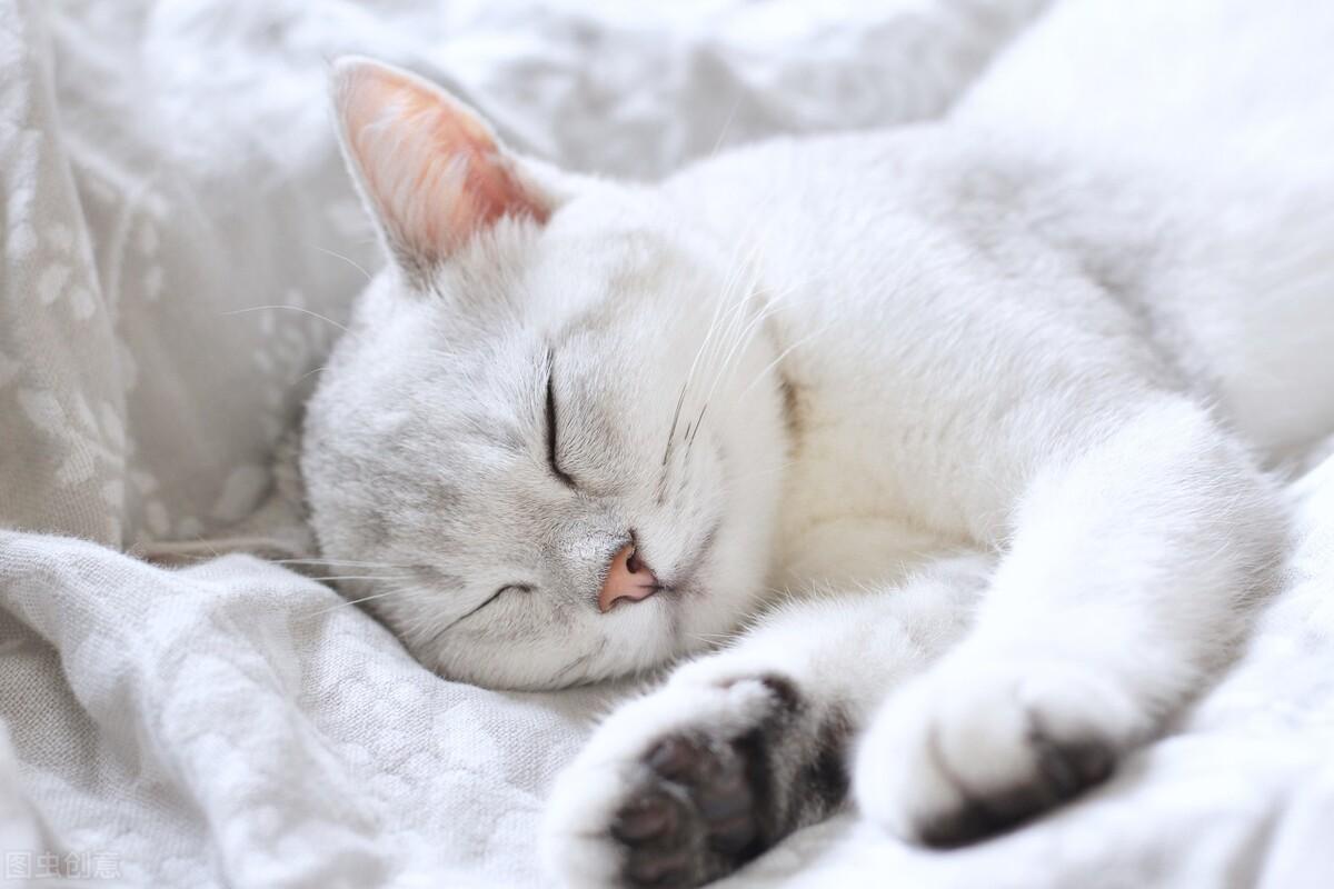 晚上梦见猫和猫乱抓乱咬，探索梦境背后的深层含义