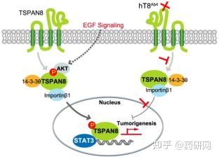 Tspan Icon 泛实体瘤治疗新靶点—TSPAN8 - 知乎