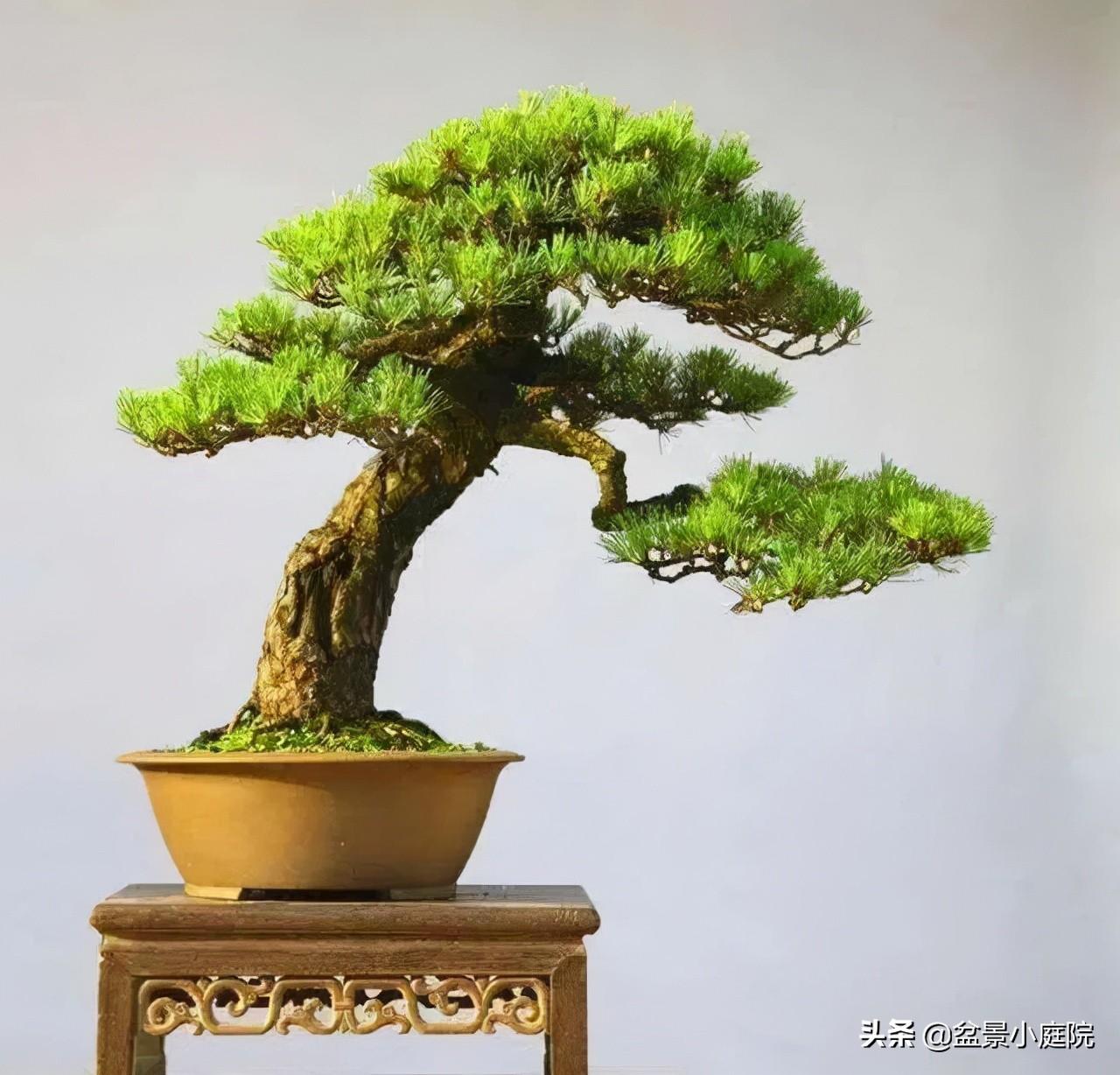 6种高端松树盆景，日本品种占一半，最后1个却是中国一级保护植物- 知乎