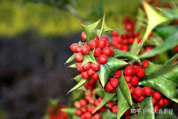 多功能植物——枸骨植物非试管高效快繁技术快速繁殖枸骨 - 知乎