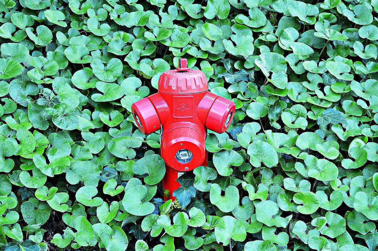 3. 稀释淘米水方法