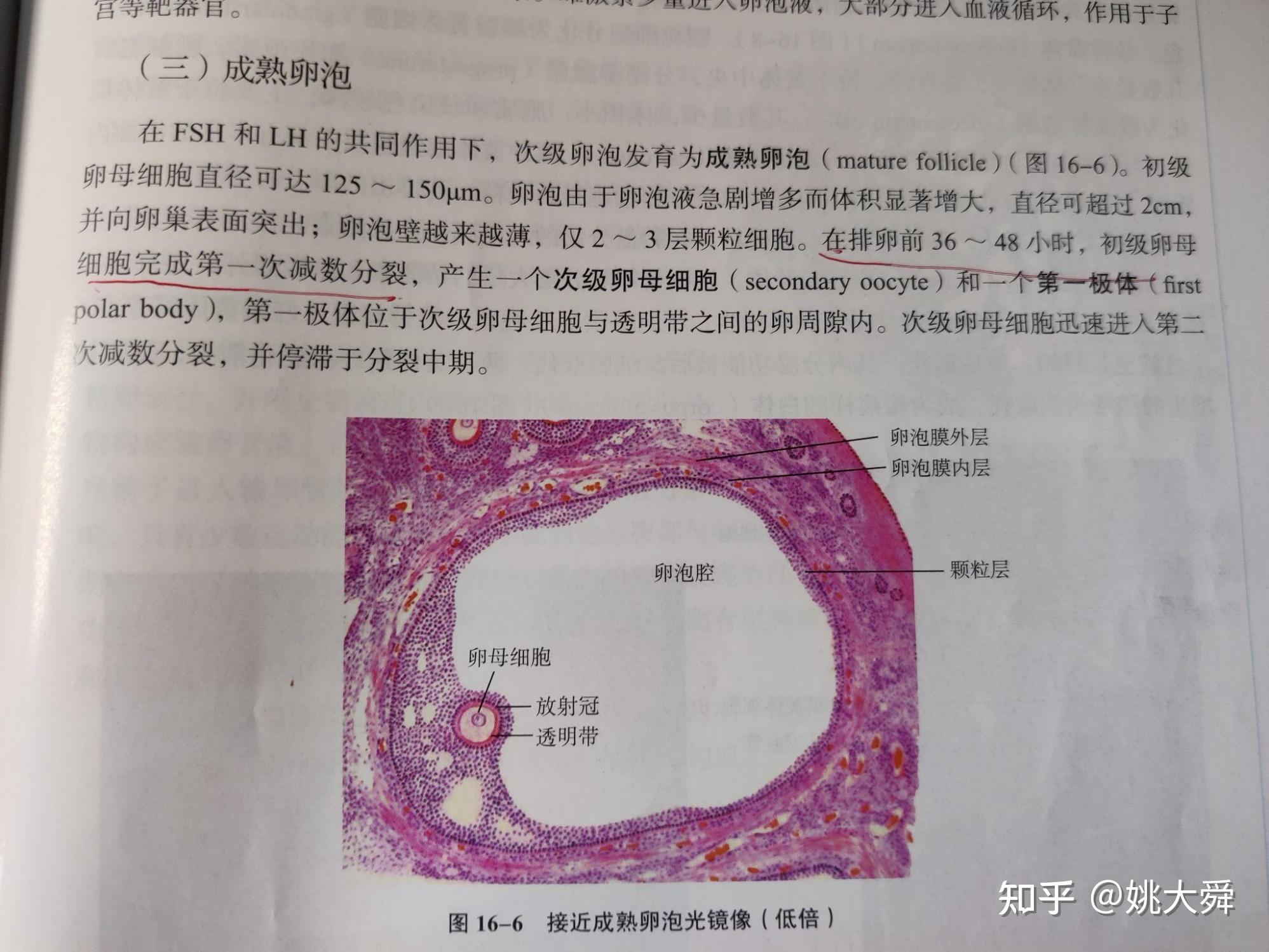 次级卵母细胞图片图片