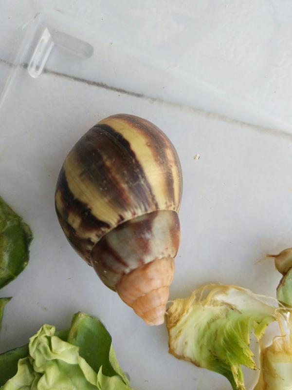 这是什么种类的蜗牛?